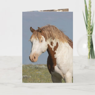 Teton Reaches Out Wild Horse Greeting Card