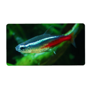 Tétra Paracheirodon au néon Innesi de poissons