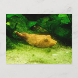 Tetraodon miurus postcard