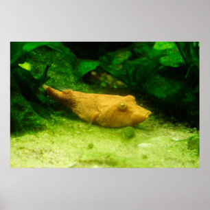 Tetraodon miurus poster