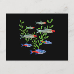 Tetras Aquarium Neon Tetras Rummy Nose Tetras Fish Postcard