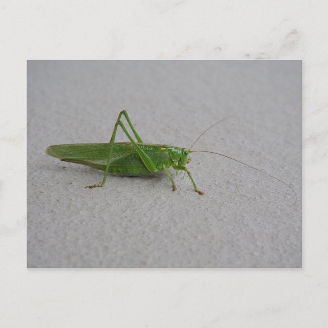 Tettigonia viridissima postcard (Front)