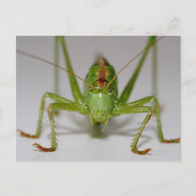 Tettigonia viridissima postcard (Front)