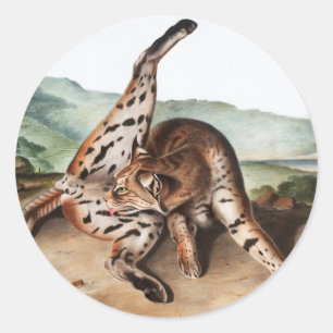 Texan Lynx (Lynx rufus var maculatus) Illustration Classic Round Sticker