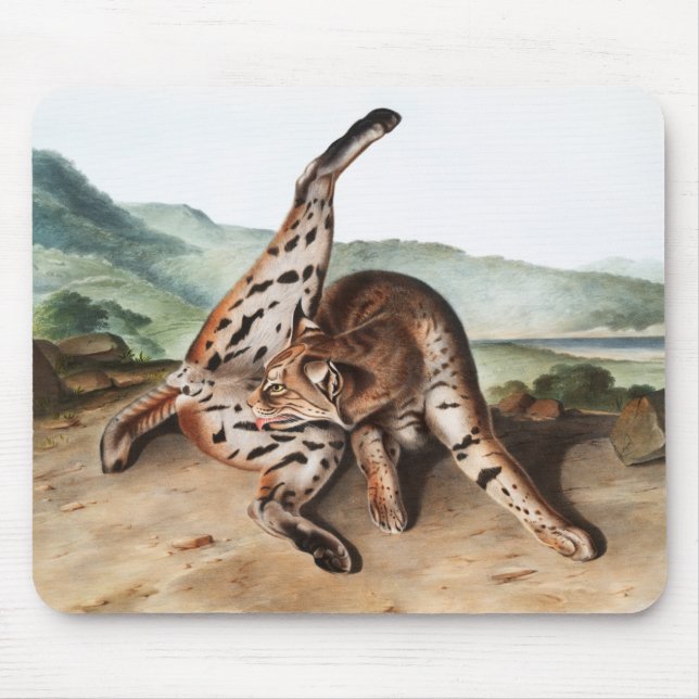 Texan Lynx (Lynx rufus var maculatus) Illustration Mouse Pad (Front)