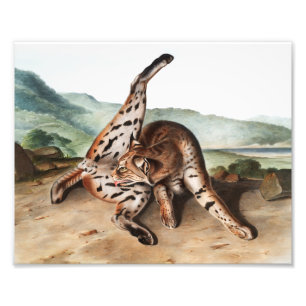 Texan Lynx (Lynx rufus var maculatus) Illustration Photo Print