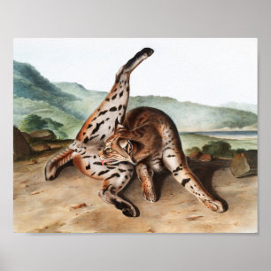 Texan Lynx (Lynx rufus var maculatus) Illustration Poster