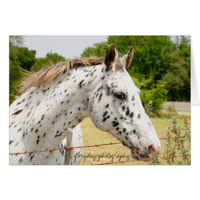 Texas Appaloosa (Front Horizontal)