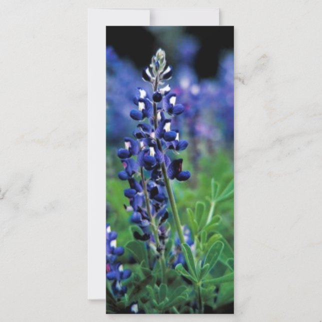 Texas Bluebonnet (Front)
