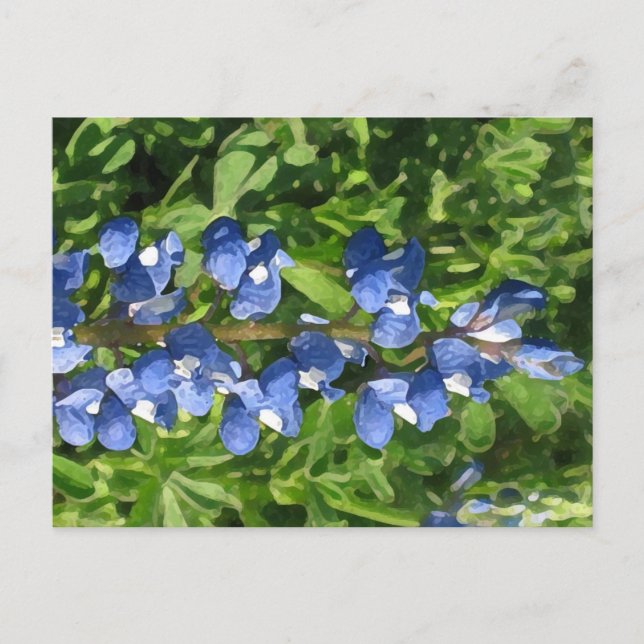 Texas Bluebonnet Artistic Photo Postcard (Front)