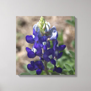 Texas Bluebonnet: Closeup Macro View Canvas Print