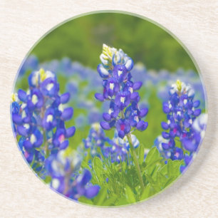 Texas Bluebonnet coaster