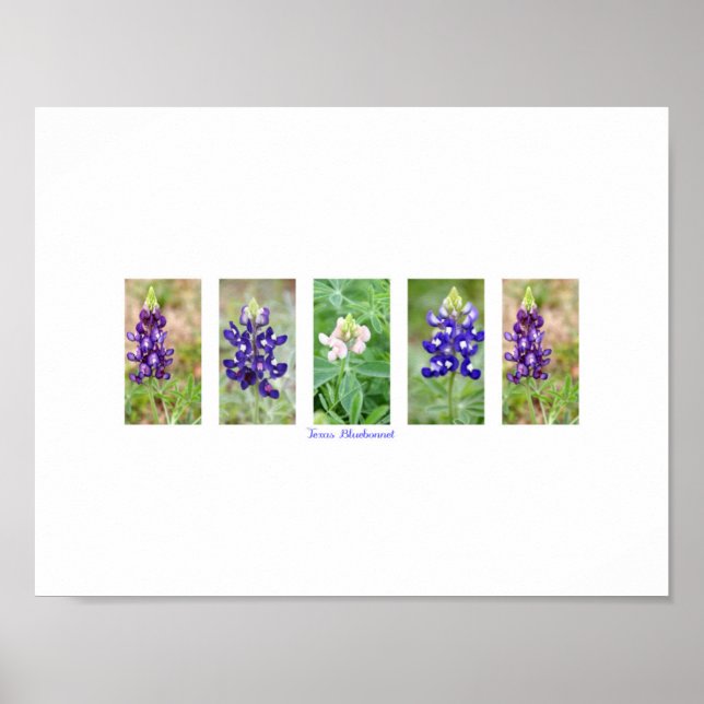 Texas Bluebonnet Collage Poster (Front)