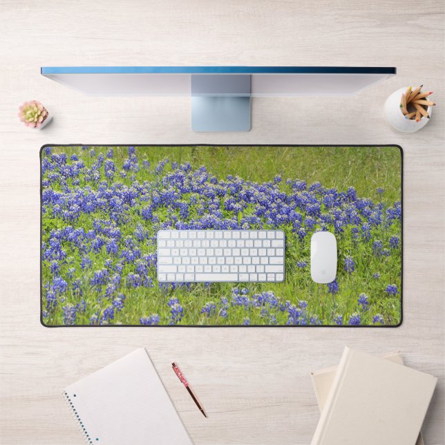 Texas Bluebonnet Fleurs Fleurs sauvages (Bureau 1)
