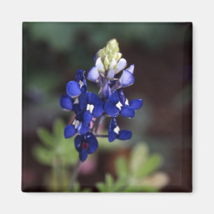 Texas Bluebonnet - Lupinus texensis Magnet