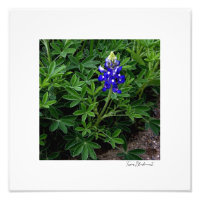 Texas Bluebonnet