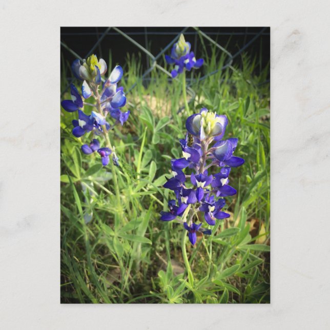 Texas Bluebonnet Postcard (Front)