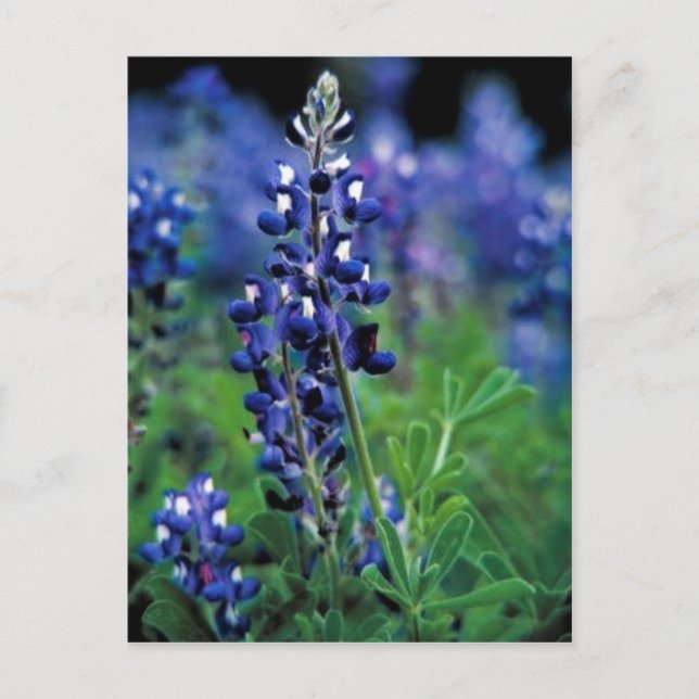 Texas Bluebonnet Postcard (Front)