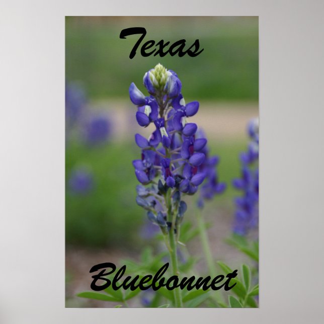 Texas, Bluebonnet Poster (Front)