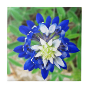 Texas Bluebonnet Top View Tile