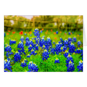 Texas Bluebonnets