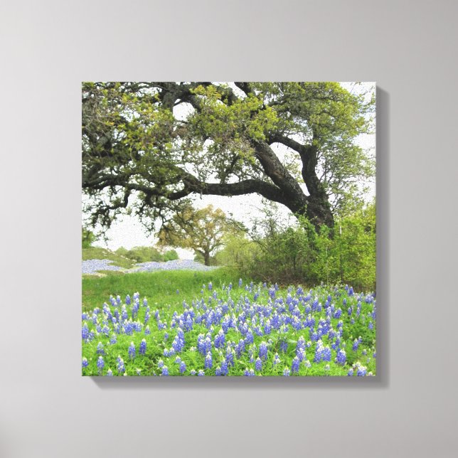 Texas Bluebonnets 16 x 16 Wrapped Canvas (Front)