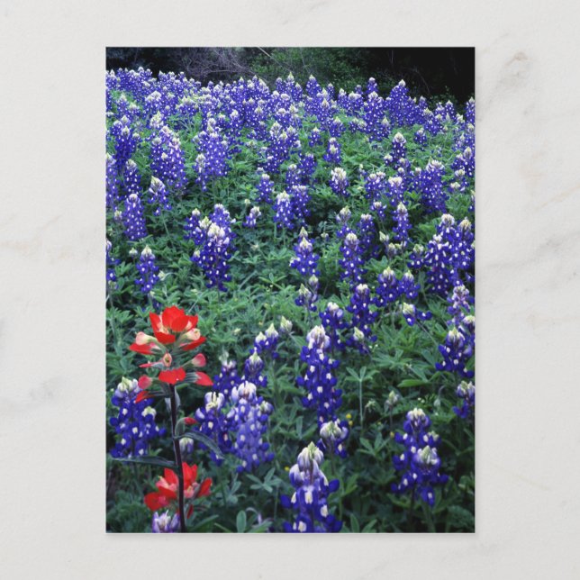Texas Bluebonnets and Indian Paintbrush Postcard (Front)
