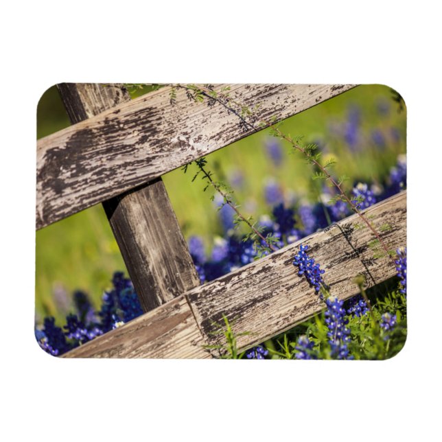Texas Bluebonnets Around A Country Fence Magnet (Horizontal)