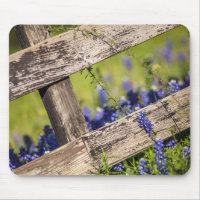 Texas Bluebonnets Around A Country Fence