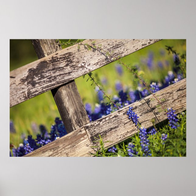 Texas Bluebonnets Around A Country Fence Poster (Front)