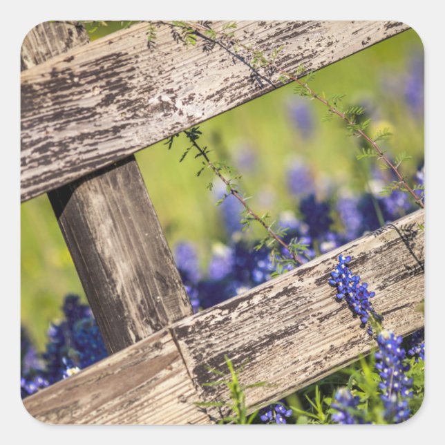 Texas Bluebonnets Around A Country Fence Square Sticker (Front)