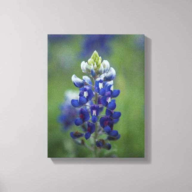 Texas Bluebonnets Canvas Print (Front)