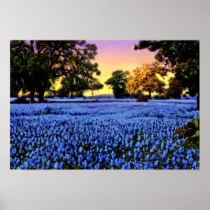 Texas Bluebonnets Covering a Field at Sunset Poster