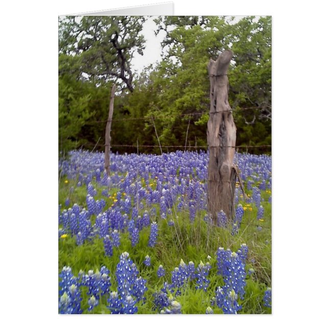 Texas Bluebonnets et poteau de clôture en bois nat (Devant)
