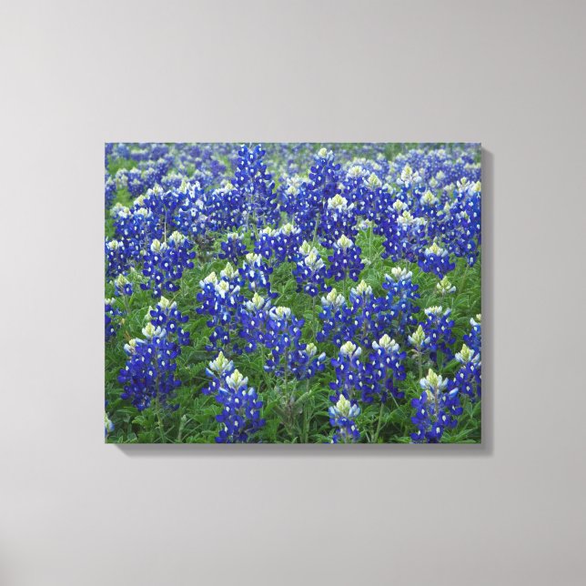 Texas Bluebonnets Field 2 Stretched Canvas Print (Front)