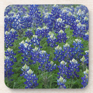 Texas Bluebonnets Field Photo Coaster