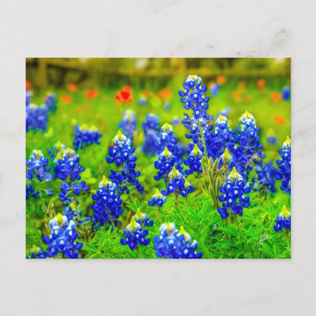 Texas Bluebonnets Indian Paintbrush  Postcard (Front)