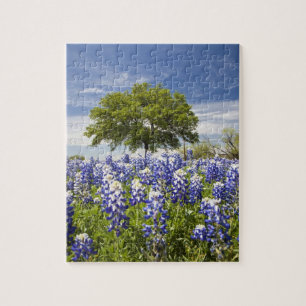 Texas bluebonnets(lupinus texensis) and oak jigsaw puzzle