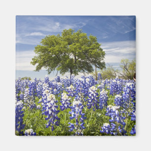 Texas bluebonnets(lupinus texensis) and oak magnet