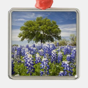Texas bluebonnets(lupinus texensis) and oak metal ornament