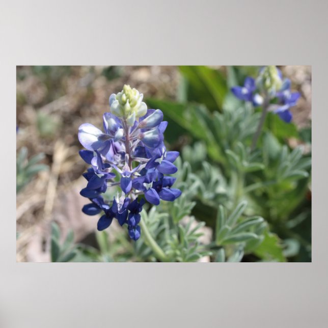 Texas Bluebonnets Photograph Series #8 Poster (Front)