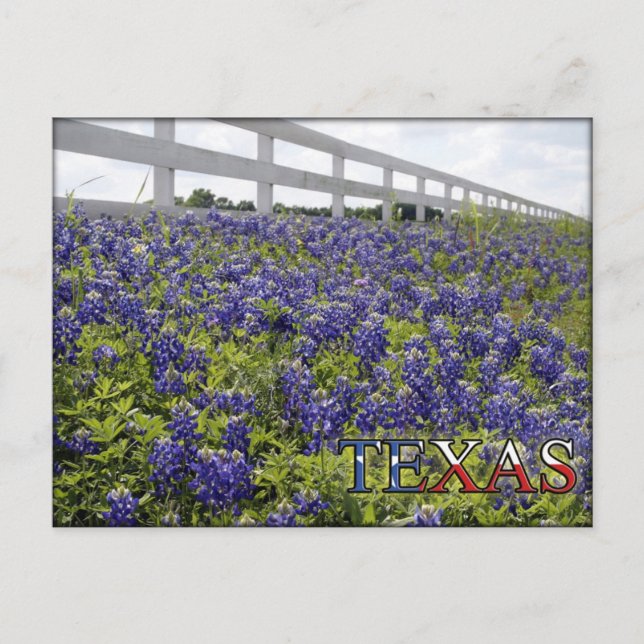 Texas Bluebonnets Postcard (Front)