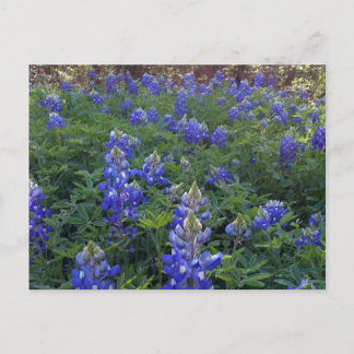 TEXAS BLUEBONNETS POSTCARD