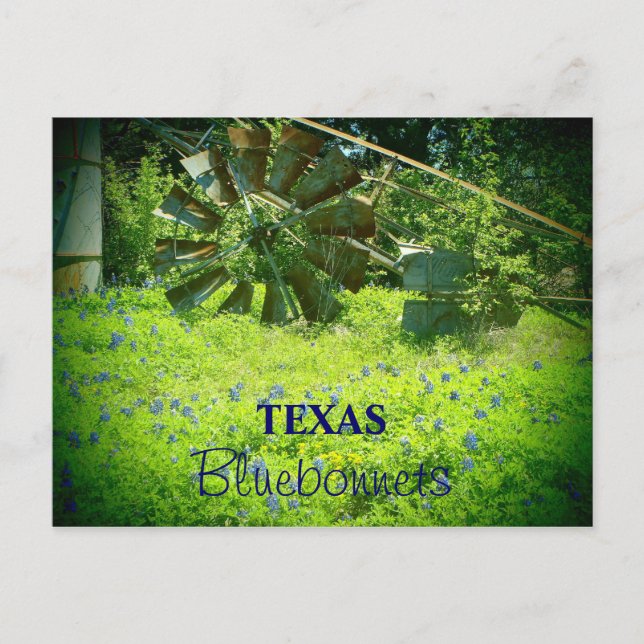 Texas bluebonnets postcard (Front)