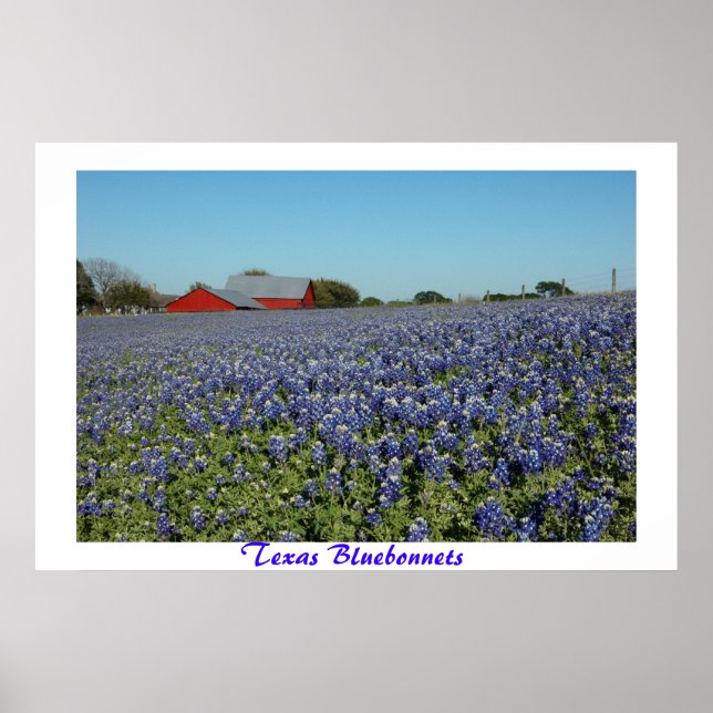 Texas Bluebonnets Poster (Front)