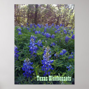 TEXAS BLUEBONNETS POSTER