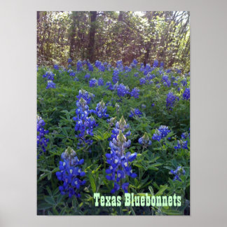 TEXAS BLUEBONNETS POSTER
