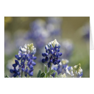 Texas Bluebonnets série photo #7