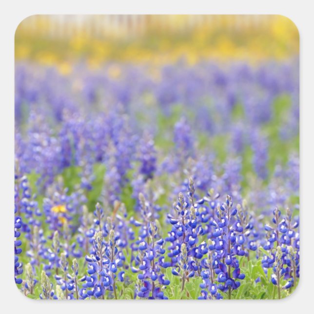 Texas Bluebonnets Square Sticker (Front)