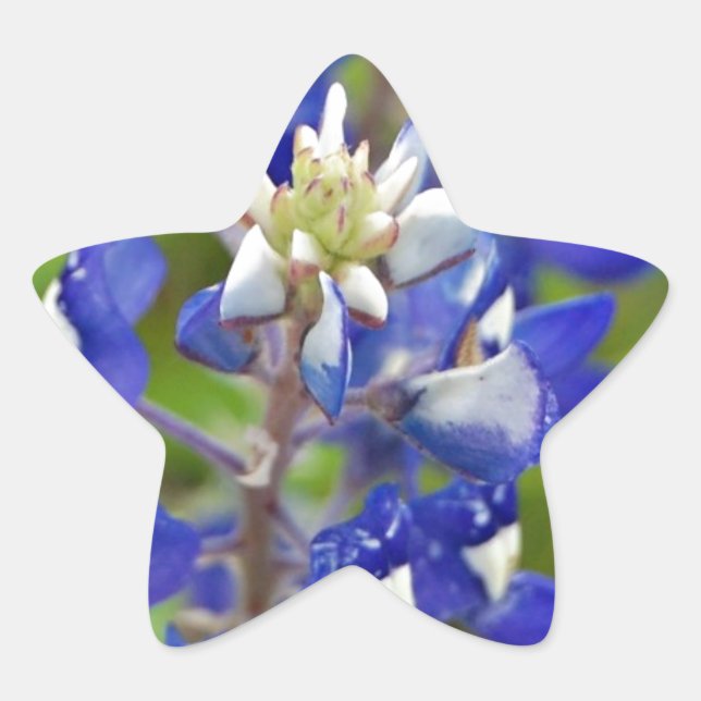 Texas Bluebonnets Star Sticker (Front)
